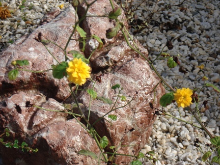   (Kerria japonica),  