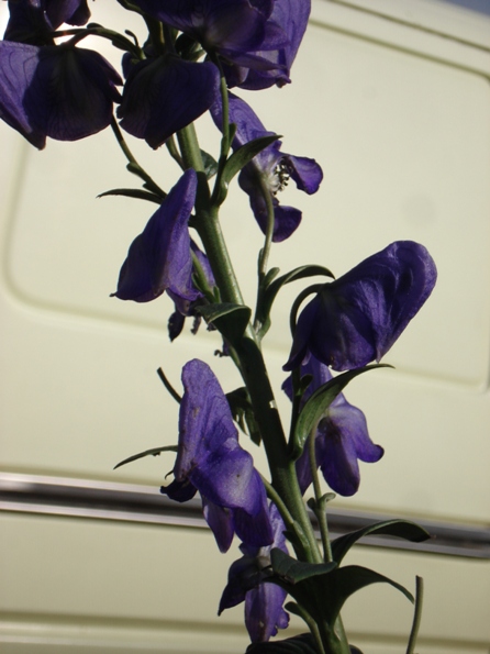   (Aconitum Fischeri),  