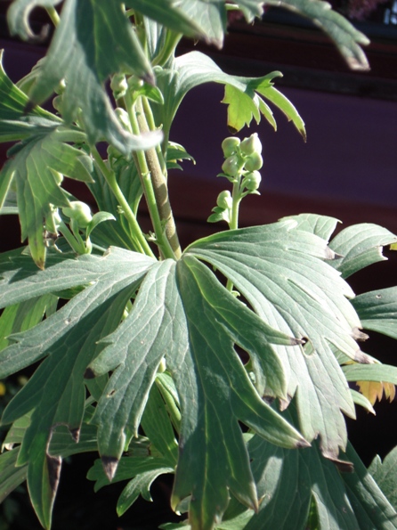   (Aconitum Fischeri),  