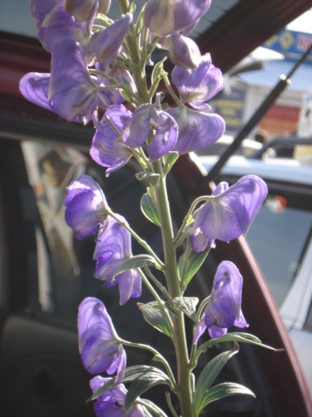   (Aconitum Fischeri),  