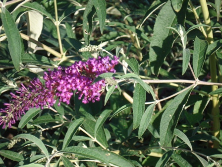   (Buddleja Davidii),  