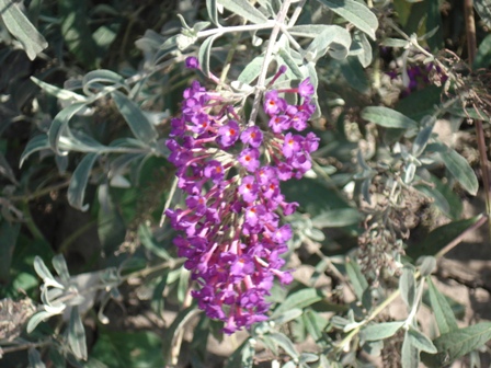   (Buddleja Davidii),  