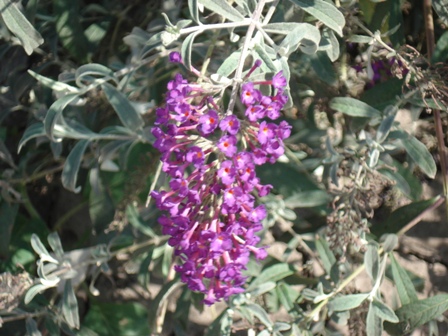   (Buddleja Davidii),  