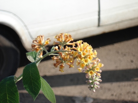   (Buddleja Davidii),  