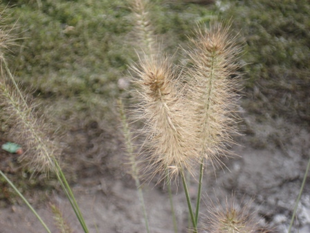  ,   (Pennisetum setaceaum)