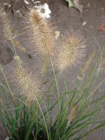  ,   (Pennisetum setaceaum)