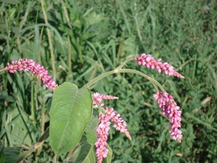    (Polygonum orientalis),   (Persicaria orientalis)