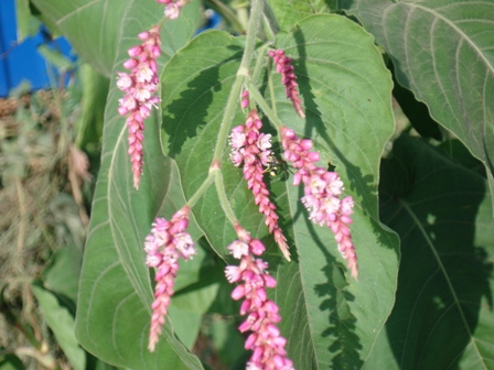    (Polygonum orientalis),   (Persicaria orientalis)