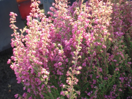   (Erica spiculifolia)