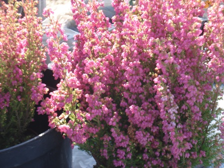   (Erica spiculifolia)