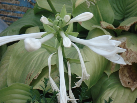   (Hosta plantaginea)