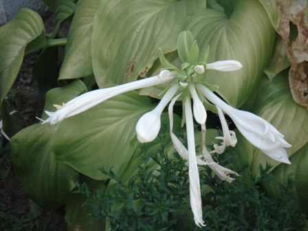   (Hosta plantaginea)