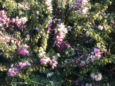  ,   () (Erica carnea)