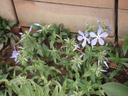   (Phlox divaricata)