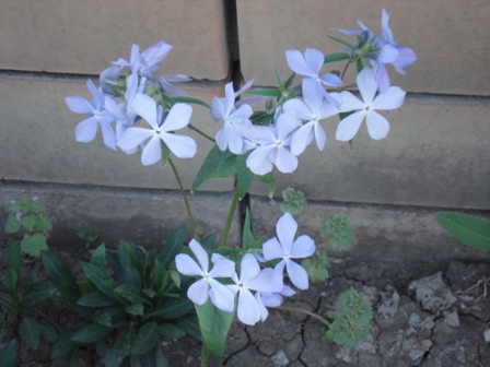   (Phlox divaricata)