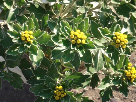 ,   (Chrisanthemum pacificum),   (Ajania pacifica)  ,   (Ajania fastigiata)