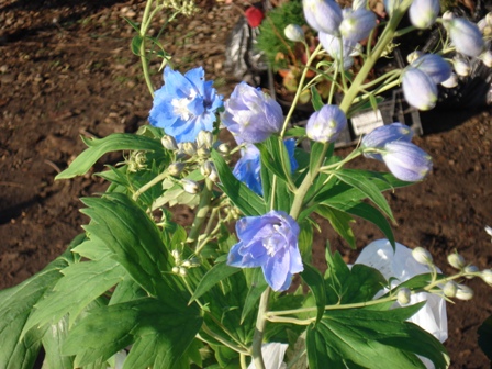  (Delphinium),  