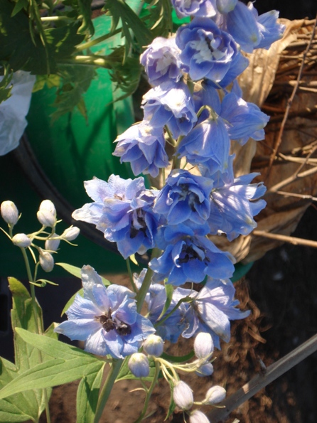  (Delphinium),  