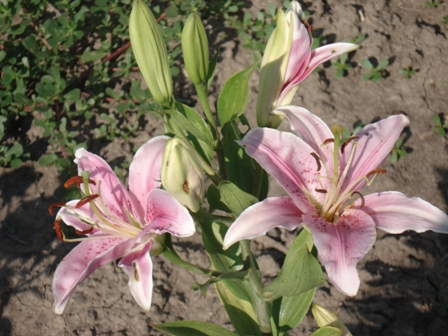  (Lilium),  ,   (Oriental hybrids)