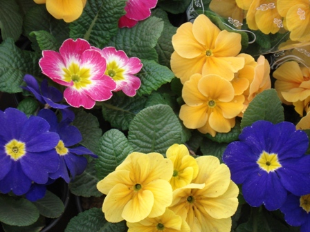  (Primula), 