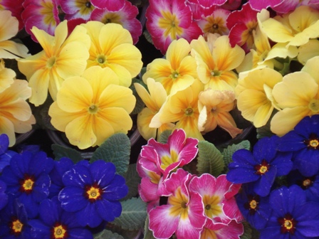  (Primula), 