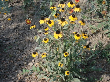  (Rudbeckia),   