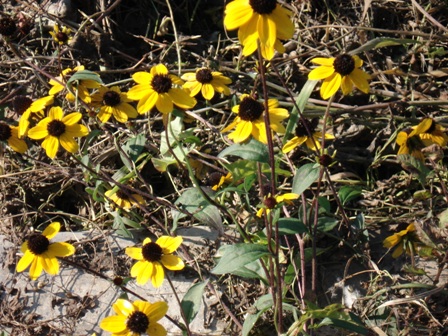  (Rudbeckia),   