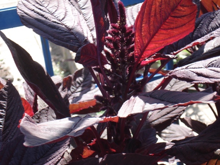   (Amaranthus hupochondriacus)