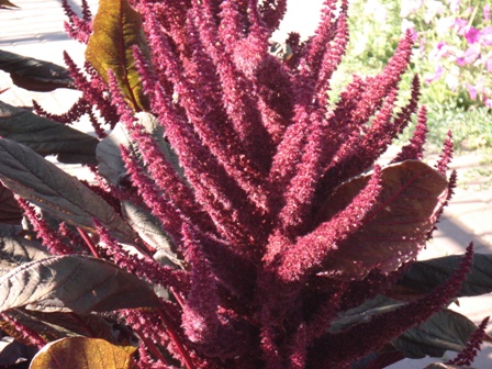   (Amaranthus paniculatus),  