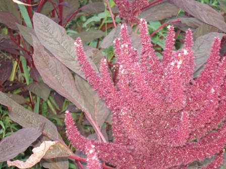   (Amaranthus paniculatus),  