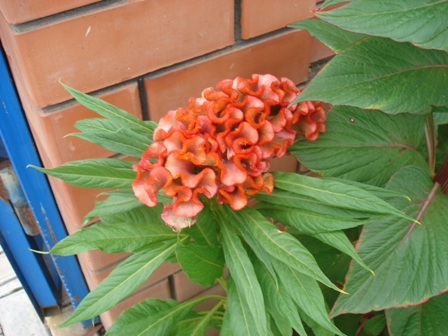  (Celosia),    (Celosia argentea cristata),   