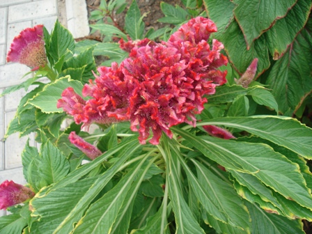  (Celosia),    (Celosia argentea cristata),   