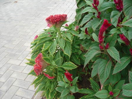  (Celosia),    (Celosia argentea cristata),   