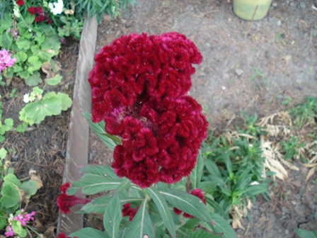  (Celosia),    (Celosia argentea cristata),   