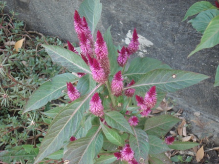  (Celosia),    (Celosia argentea cristata),   