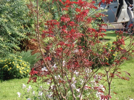   (Acer palmatum),  