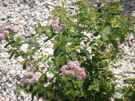   (Spiraea japonica)