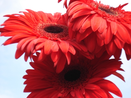  (Gerbera)