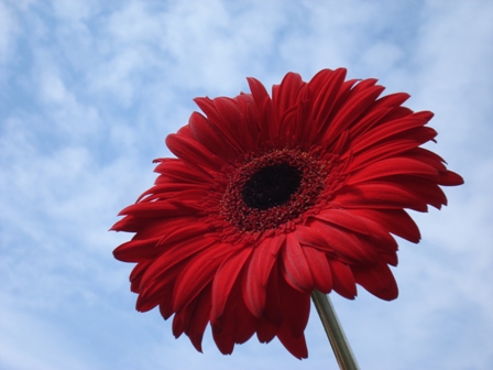  (Gerbera)