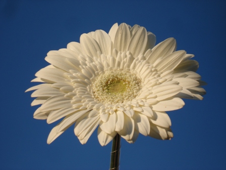  (Gerbera)