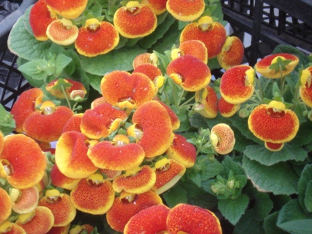  (Calceolaria)