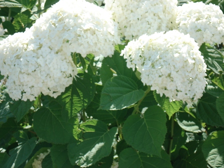  (Hydrangea)