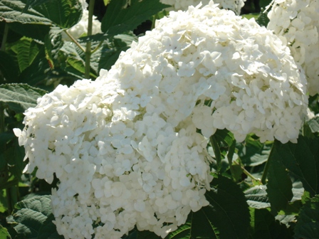  (Hydrangea)