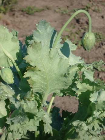   (Papaver somniferum),  