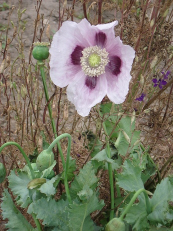   (Papaver somniferum),  