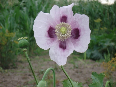   (Papaver somniferum),  