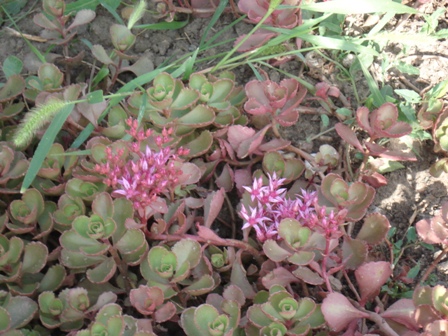   (Sedum pluricaule)