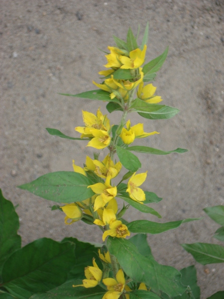   (Lysimachia punctata)