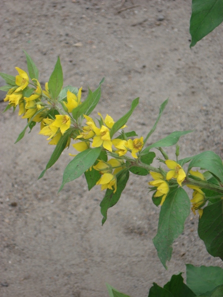   (Lysimachia punctata)