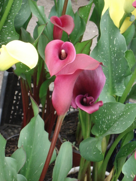  (Zantedeschia), , 